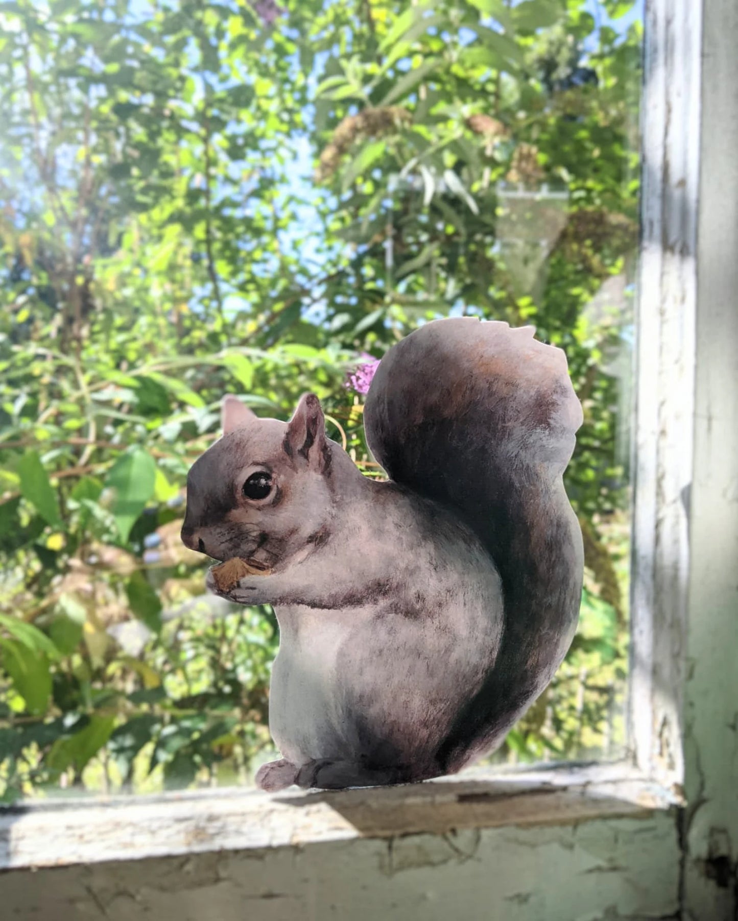 grey squirrel