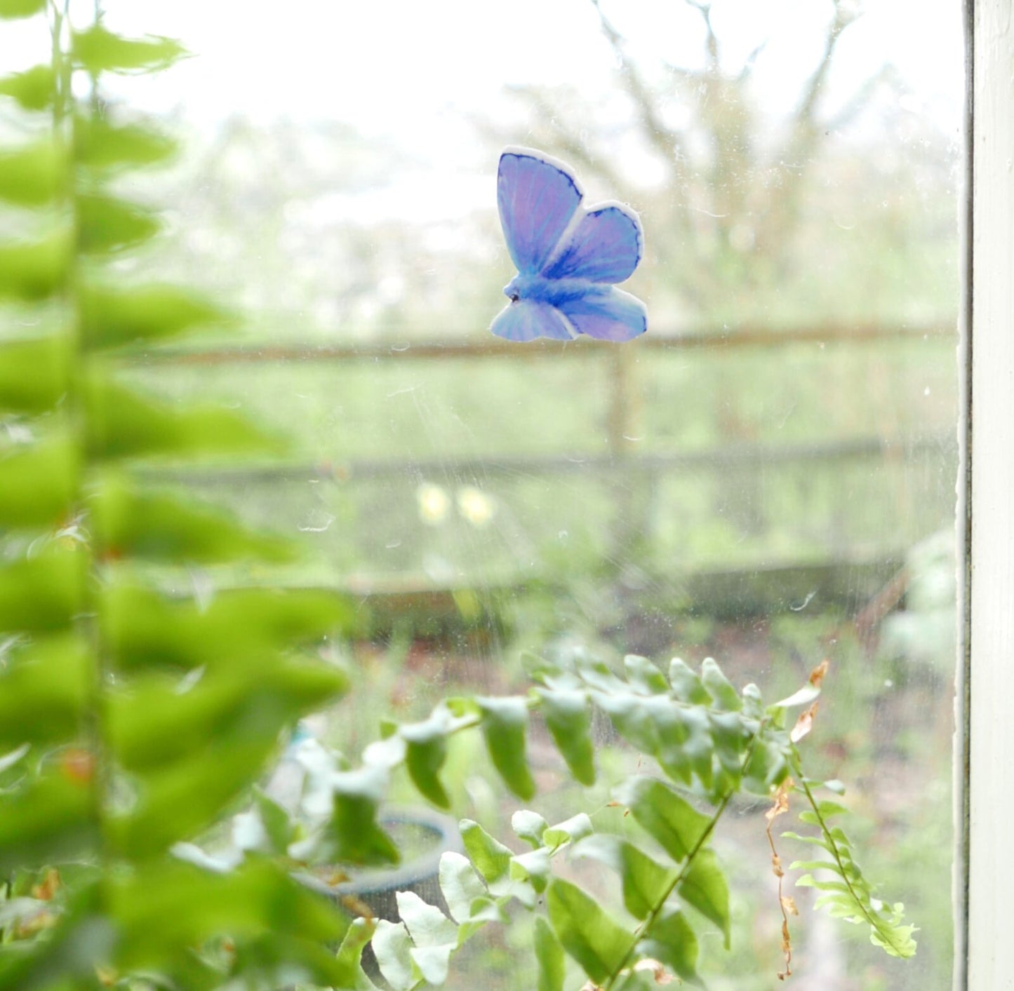 common british butterflies