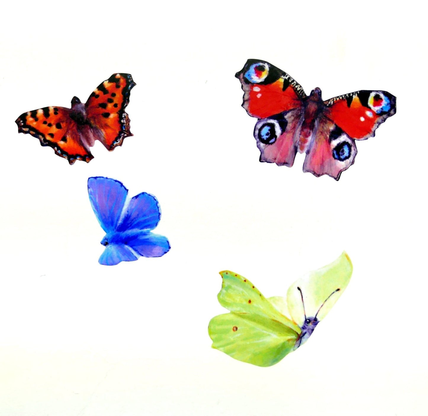 common british butterflies