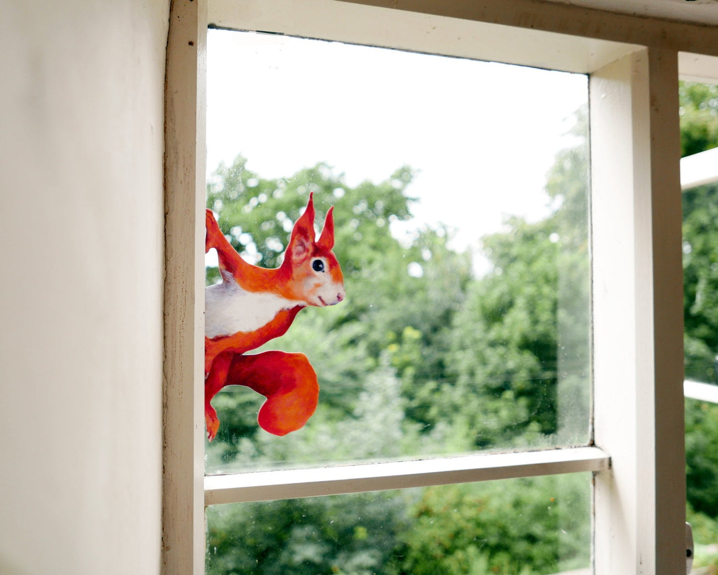 peeping squirrel