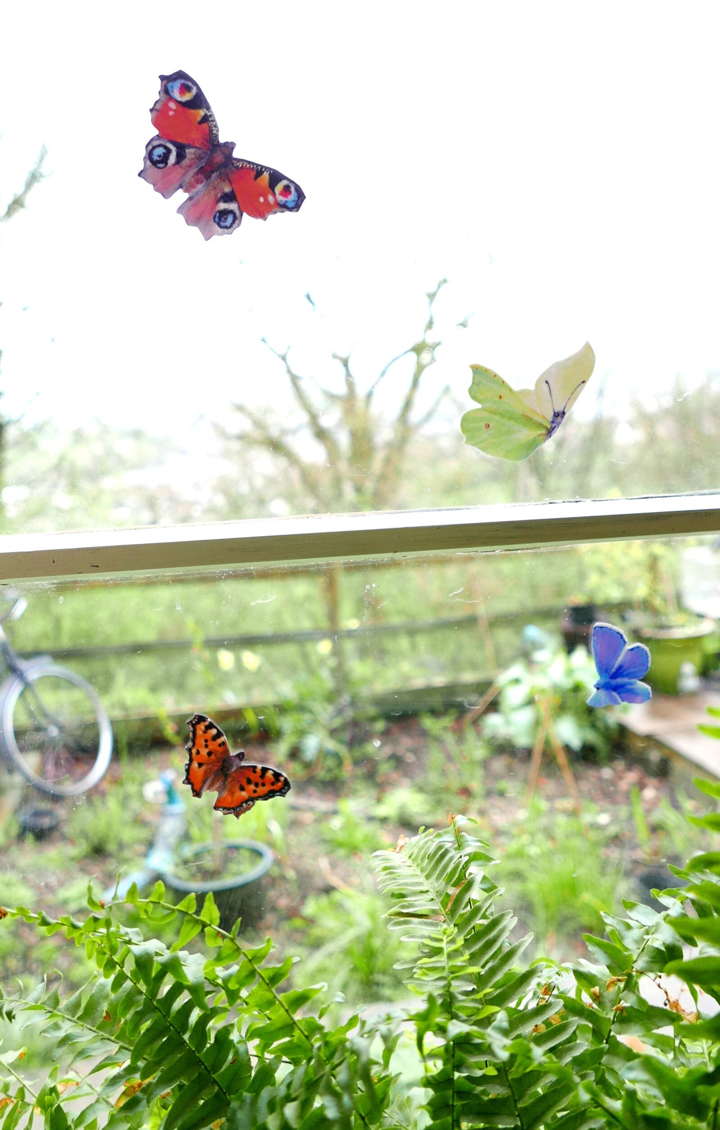 common british butterflies