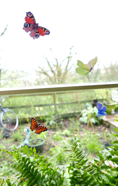 common british butterflies