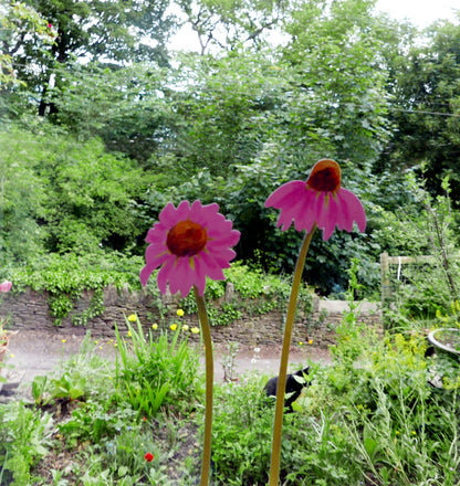 echinacea flower