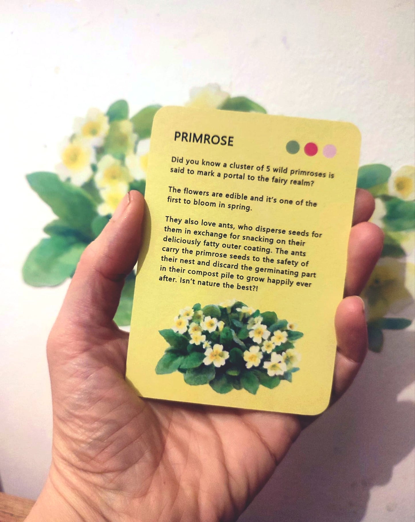 20% off at checkout * primrose decal
