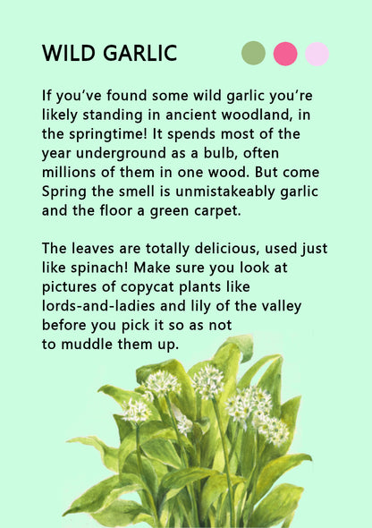 20% off at checkout * wild garlic