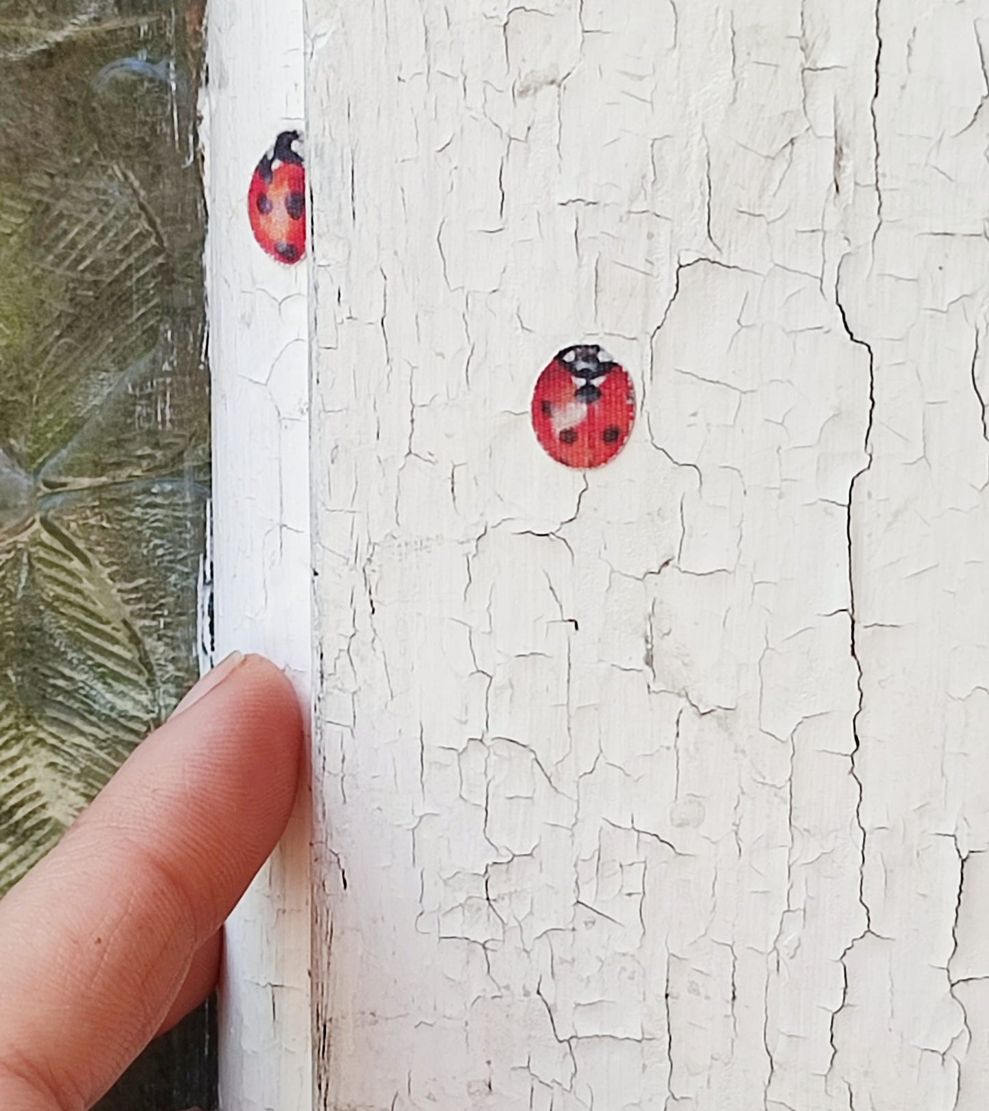 6 tiny ladybirds