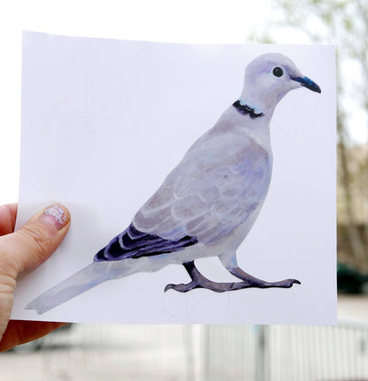wood pigeon