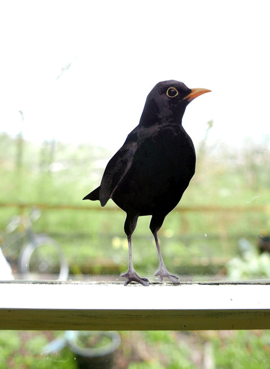 the Blackbird
