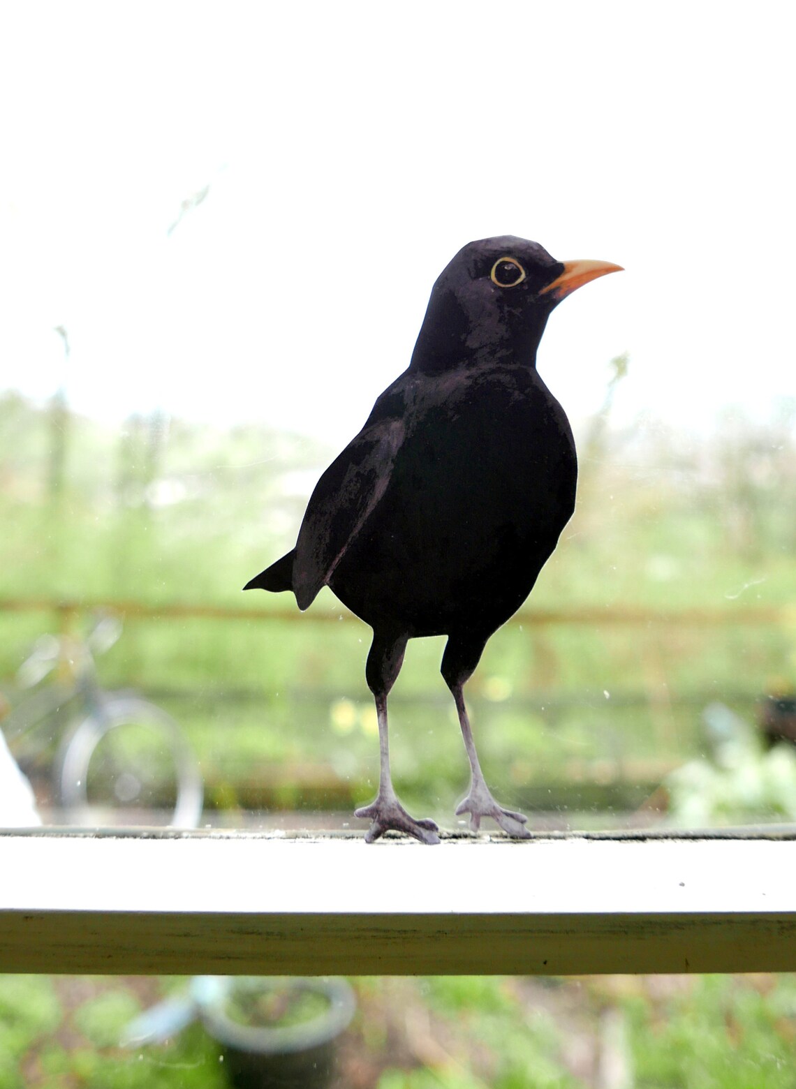 blackbird decal on a window