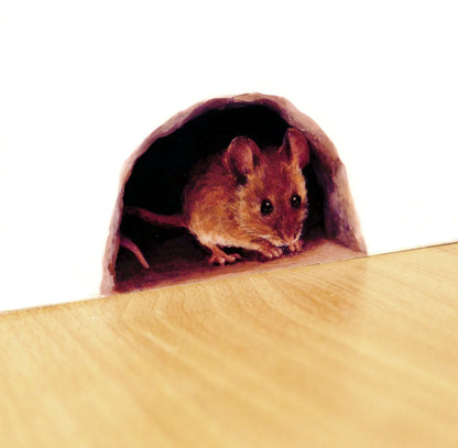 little brown mouse
