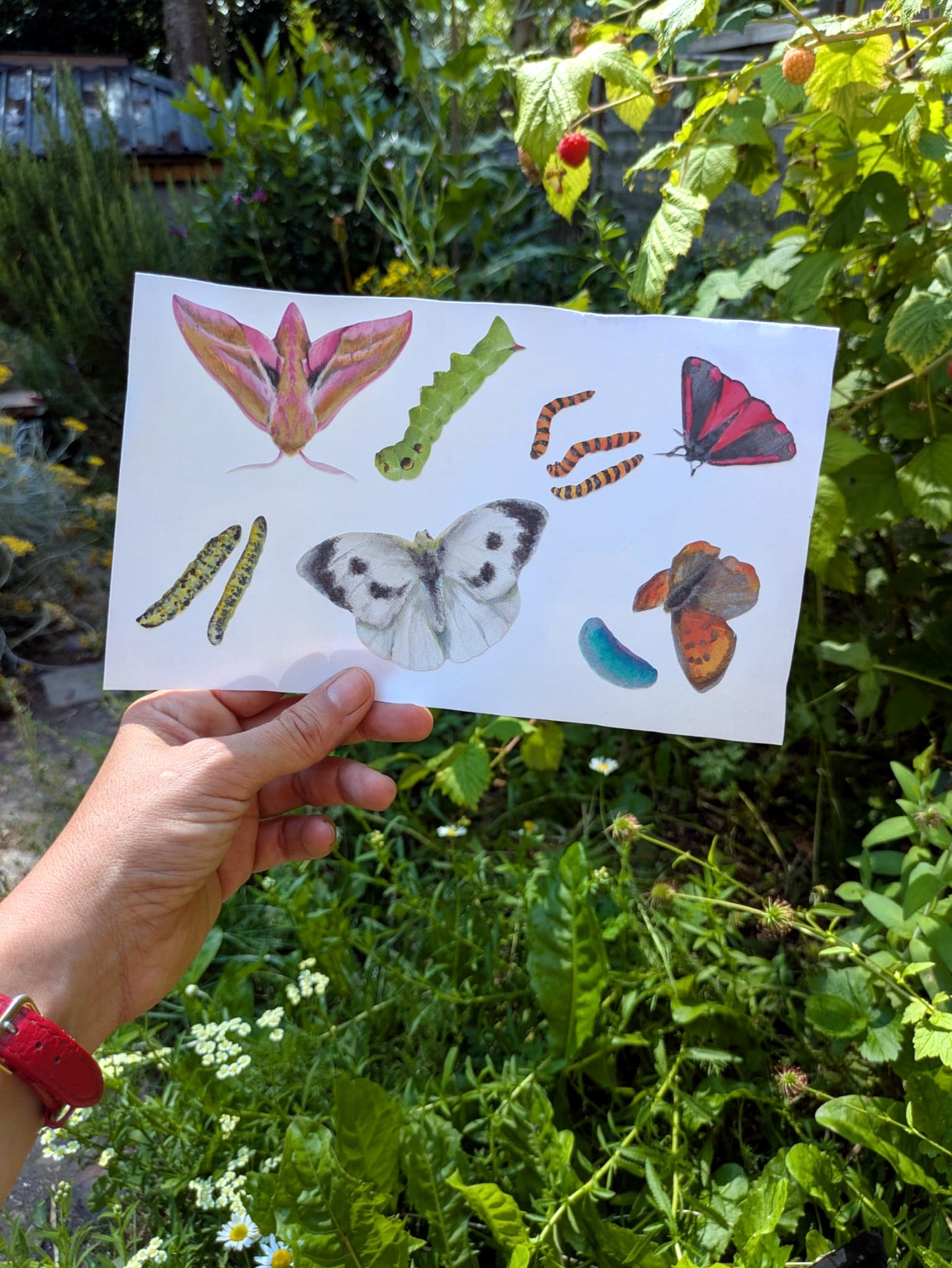 A hand holds a set of colourful decals of butterflies, moths, caterpillars, and ladybugs against a lush green garden background.