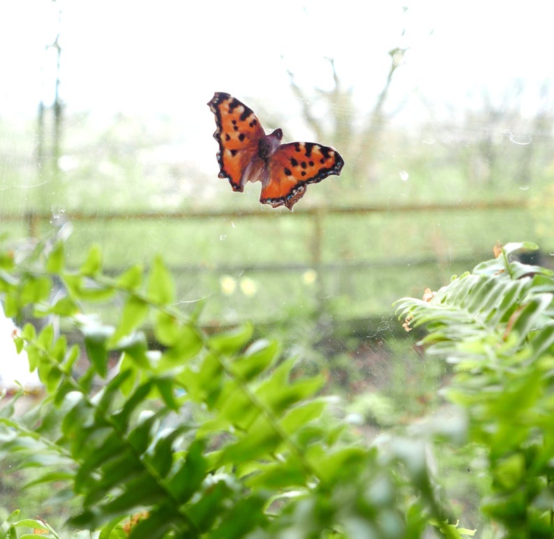 butterfly decal on window
