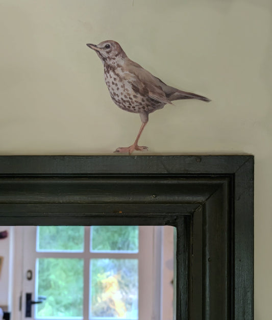 The song thrush